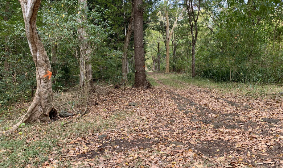 A short trek in Mauritius