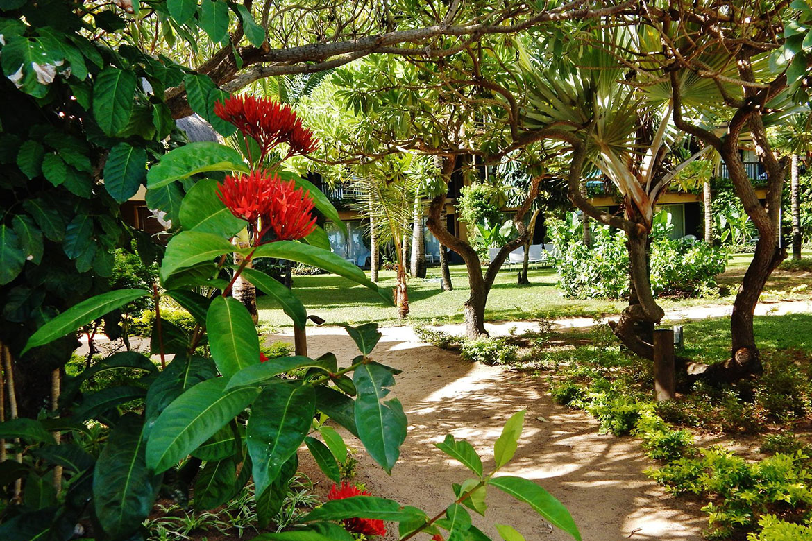Endemic and medicinal plants in the gardens at Veranda Pointe Aux Biches