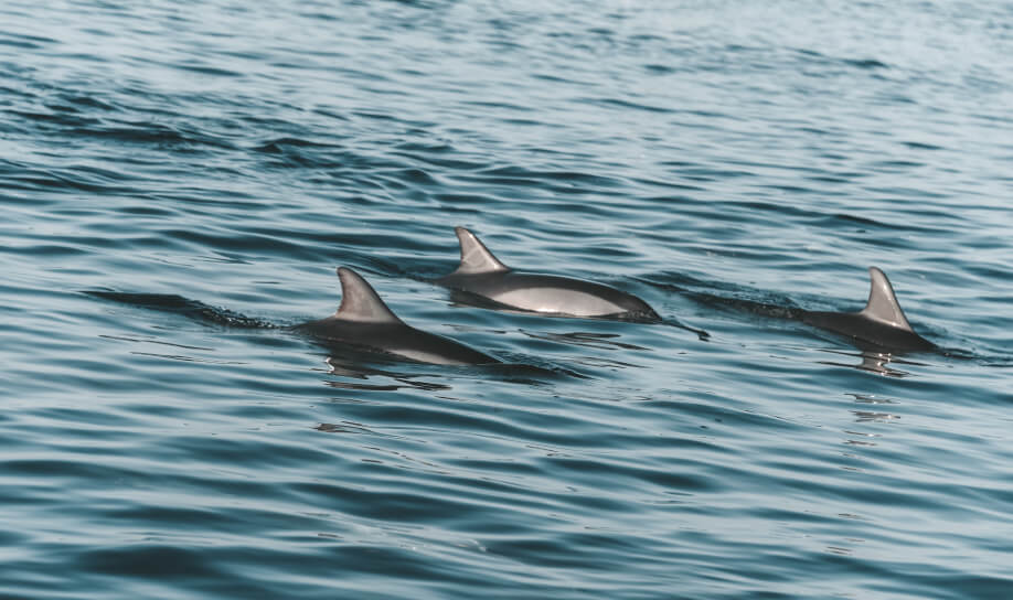Dolphine watching excursions in Tamarin