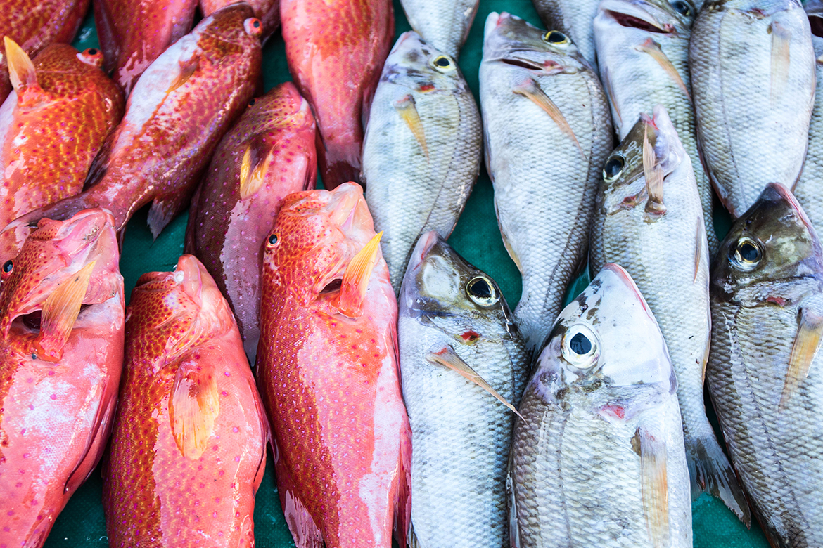 Fresh Fish - Catch of the day
