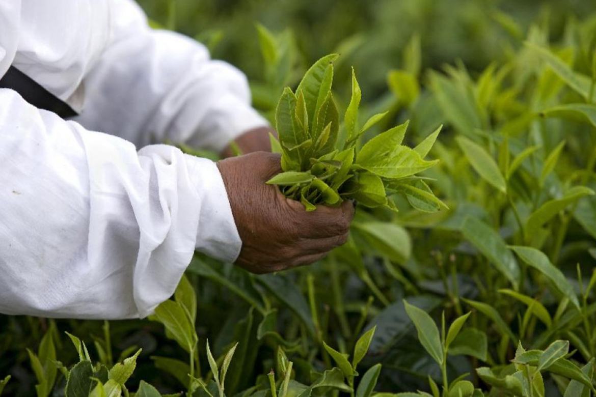 Plucking tea leaves