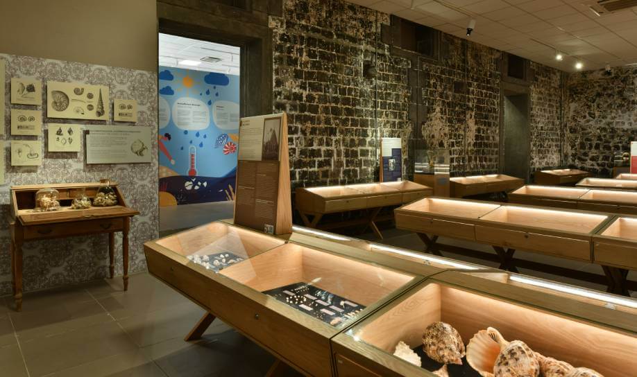 Musée du Coquillage - ile Maurice