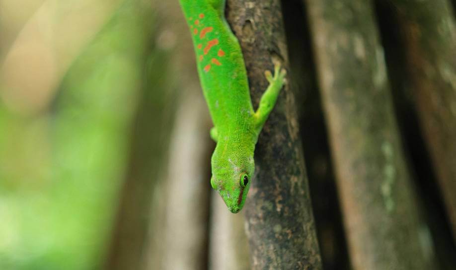 geckos in mauriitius