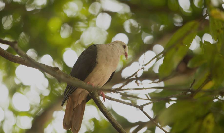 protecting wildlife in mauritius