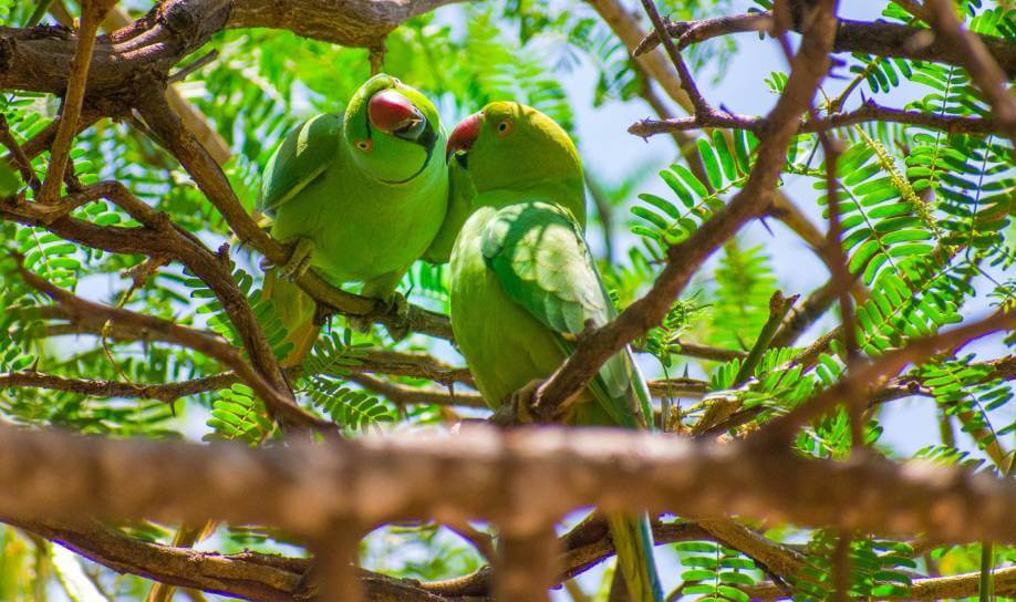 Local wildlife mauritius