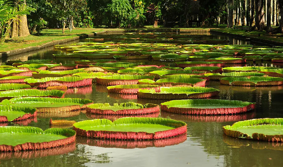 Sir Seewoosagur Ramgoolam (SSR) Botanic Garden