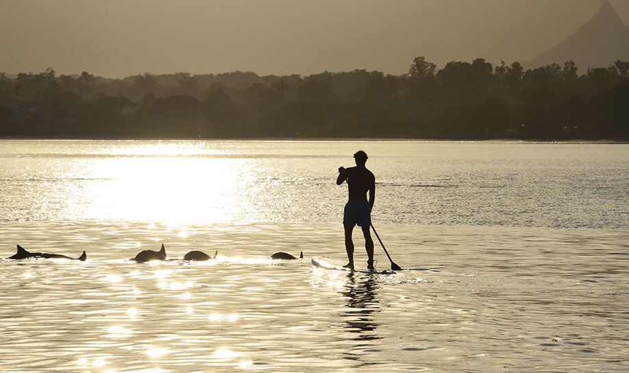 Watching Dolphin on Stand-Up Paddle - Veranda Tamarin Mauritius
