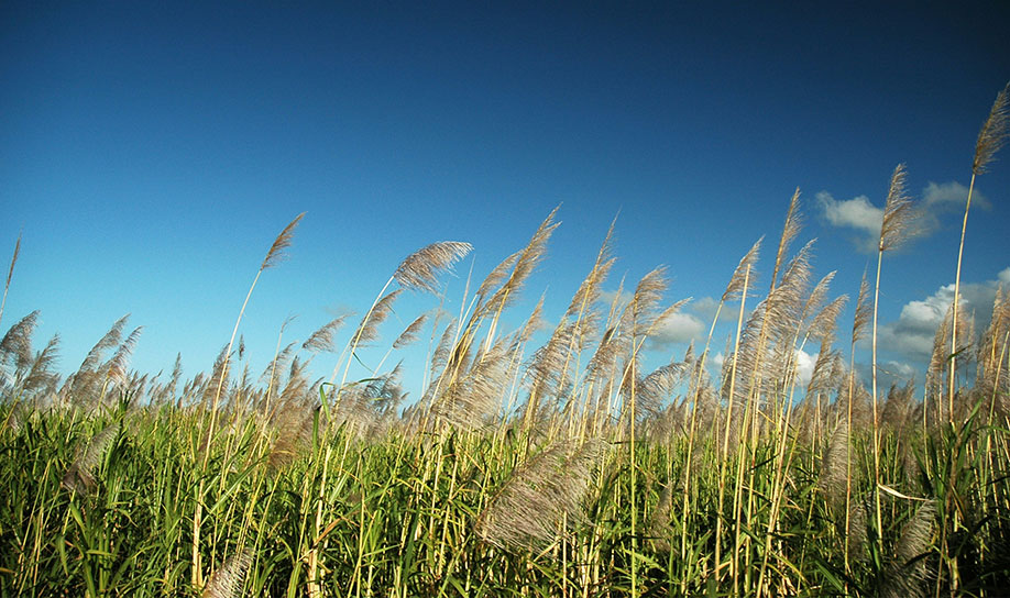 Sugarcane Plantation