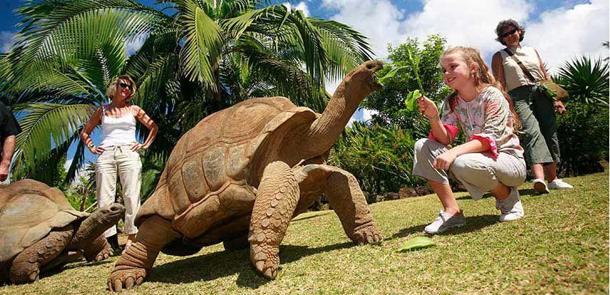 tortoise in Mauritius