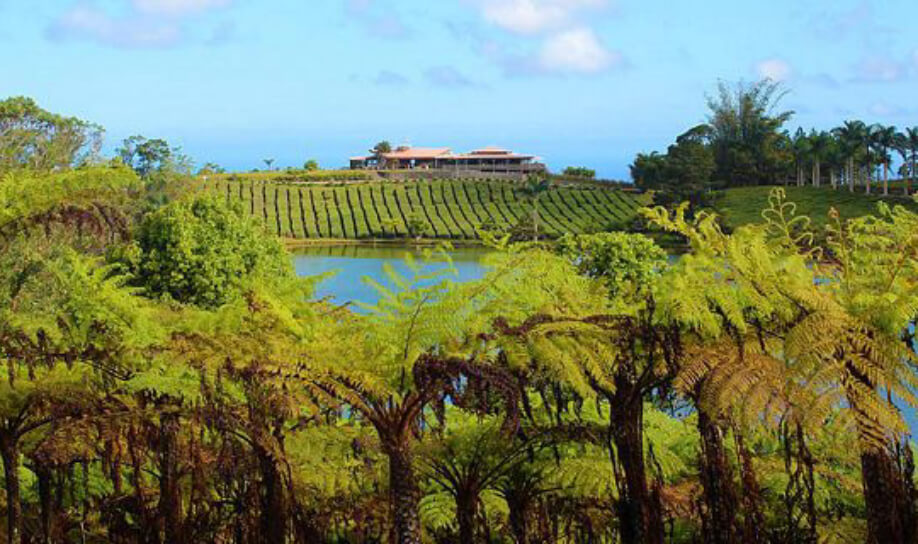 The cultivation of Tea in Mauritius with his restaurant