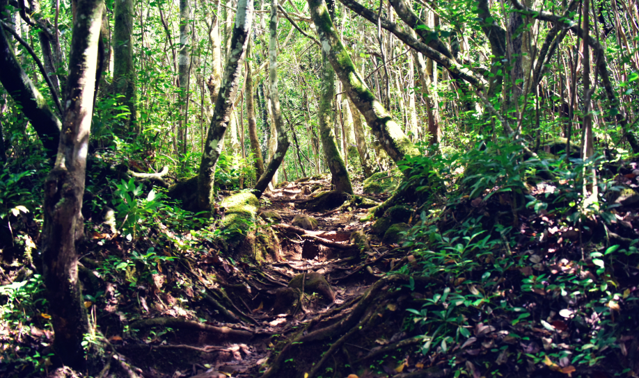 Hiking in the heart of Mauritius' largest reserve