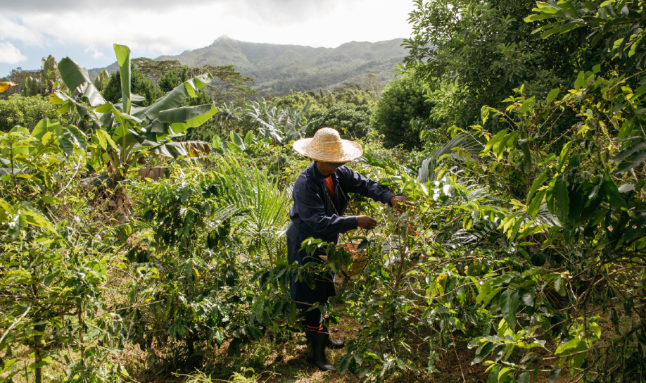 La plantation de café de Chamarel
