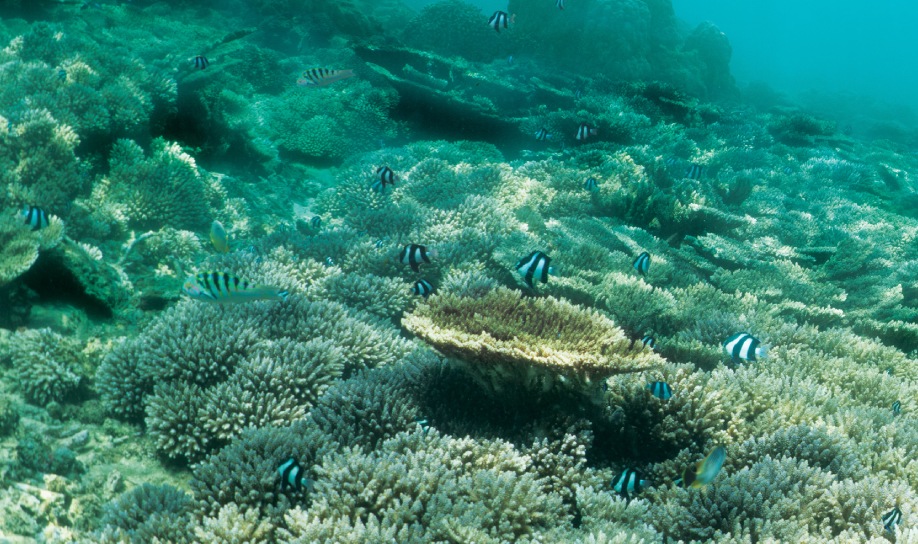 Protection of wildlife in Mauritius conservation efforts