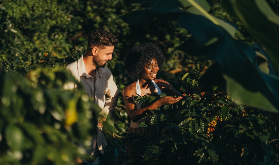 Chamarel Coffee Plantation experience in Mauritius, showcasing coffee plants