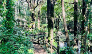 A nature walk at Sophie Park in Mauritius
