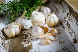 Garlic