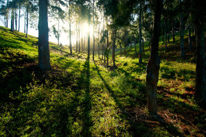 Guide to Mauritius forests