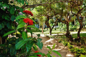 Endemic and medicinal plants in the gardens at Veranda Pointe Aux Biches