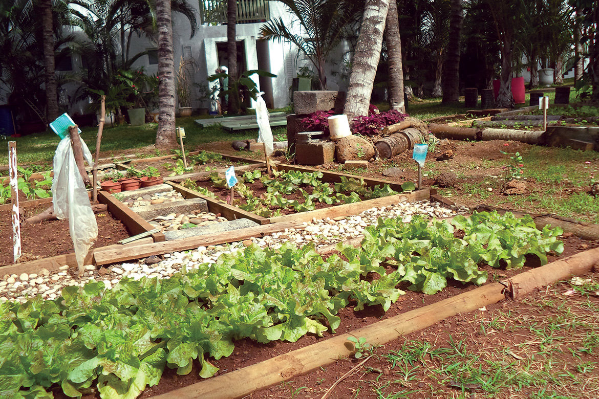 From Veranda Grand Baie herb garden to Chef Vinesh kitchen