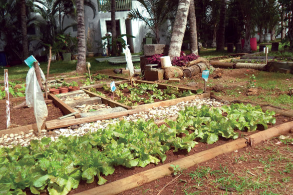 From Veranda Grand Baie herb garden to Chef Vinesh kitchen