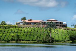 Tea route at Bois Cheri tea plantation Mauritius