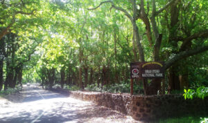 National Park of Bras D'eau in Mauritius