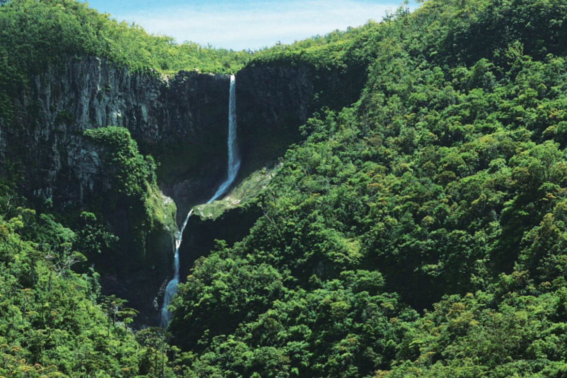 guide to the mauritius forest
