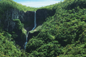 guide to the mauritius forest