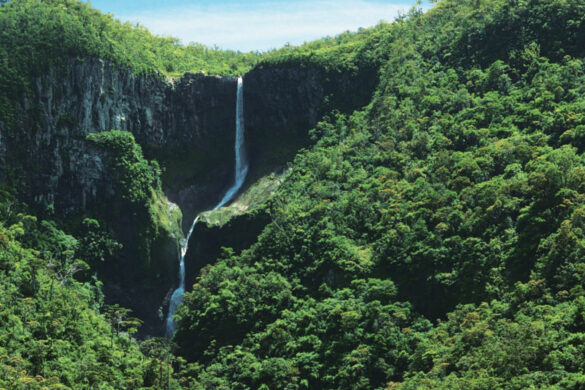 guide to the mauritius forest